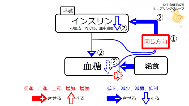 ファイル:グルカゴン・インスリン08.jpg