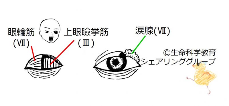 ファイル:Cranial07 3.jpg