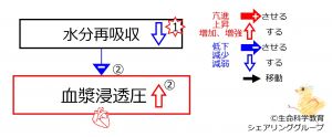 /wiki/images/thumb/7/72/DecreasedWaterReabsorptionBasic-JPN.jpg/300px-DecreasedWaterReabsorptionBasic-JPN.jpg
