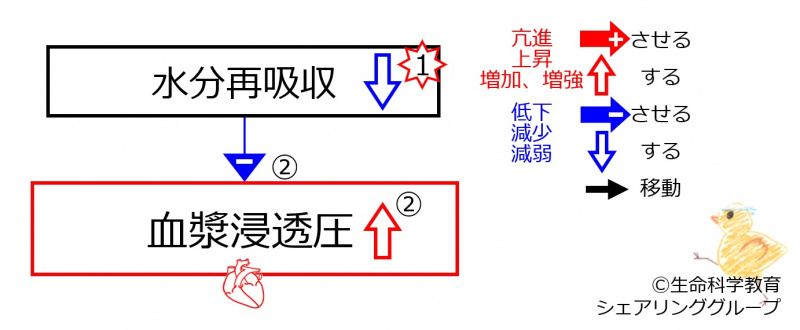 ファイル:DecreasedWaterReabsorptionBasic-JPN.jpg