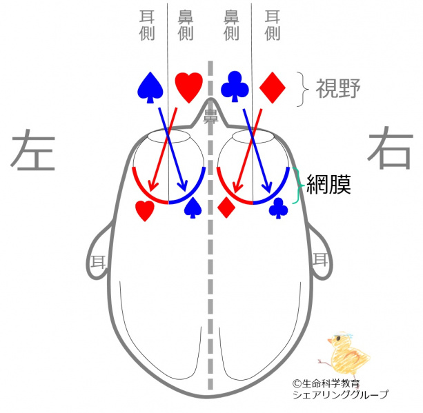 ファイル:Lens.jpg