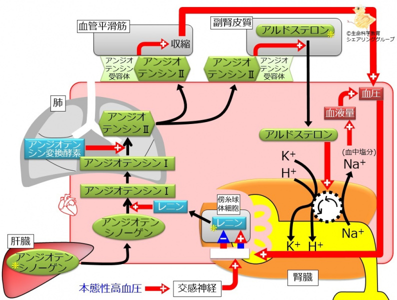 ファイル:Raa comprehensive-wb.jpg