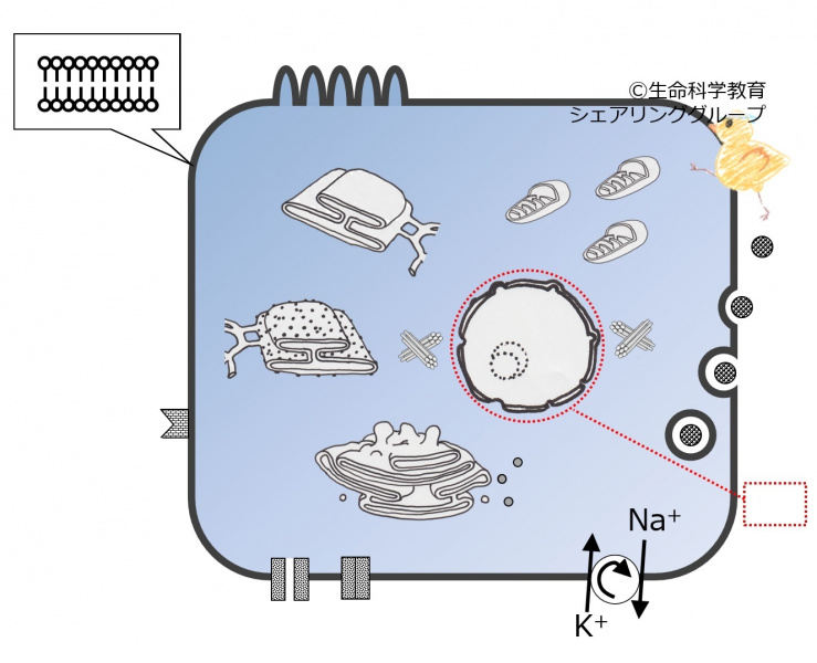 ファイル:核-wb.jpg