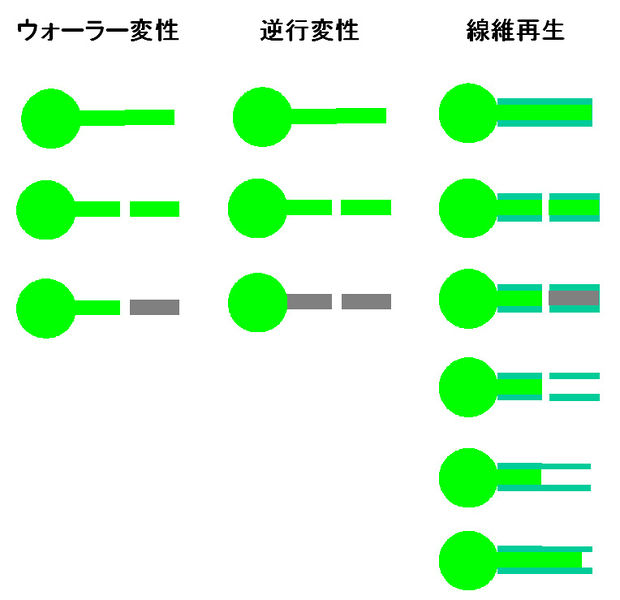 ファイル:00225.jpg