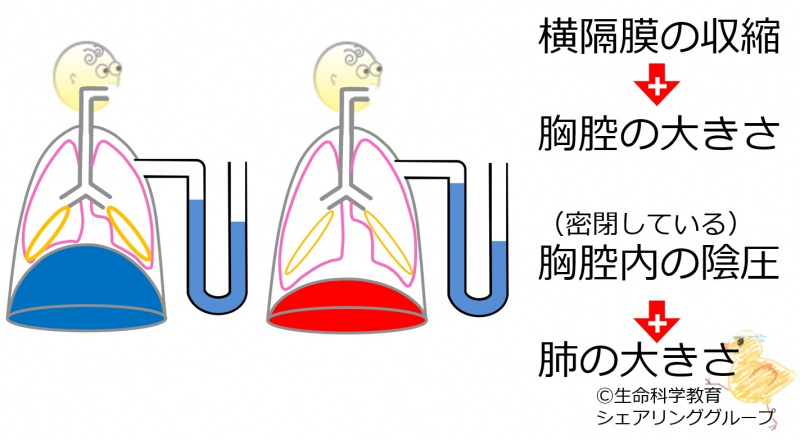 ファイル:03696-wb.jpg