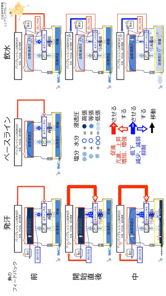 ファイル:ADHControlSummaryJpn-wb.jpg