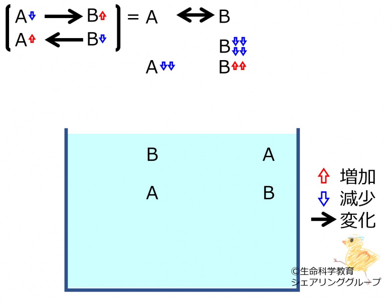 ファイル:ChemicalEquilibriumChangesByDecInMolB-3-wb.jpg