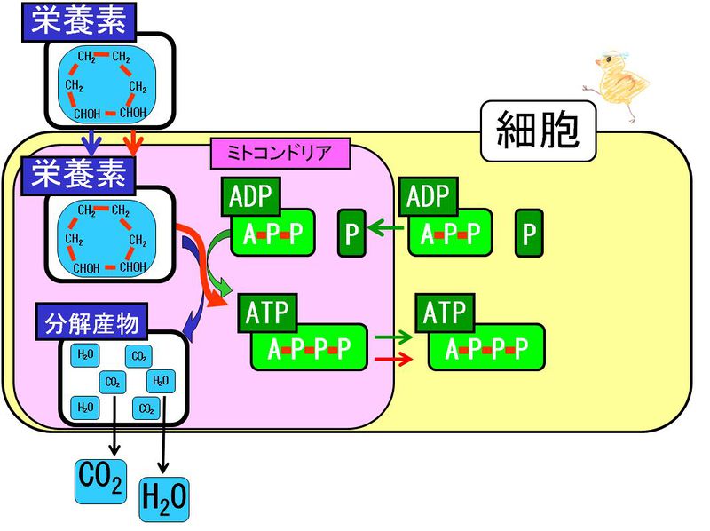 ファイル:03109.jpg