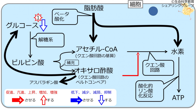 ファイル:GlucoseRoleDec-wb.jpg