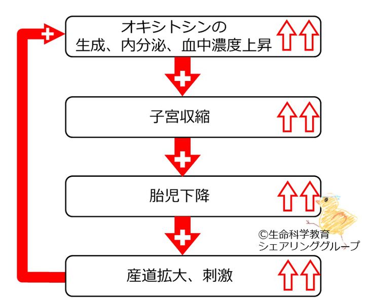 ファイル:OXY 正FB.jpg