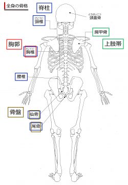 /wiki/images/thumb/7/74/SkeletonRear-Jpn.jpg/250px-SkeletonRear-Jpn.jpg