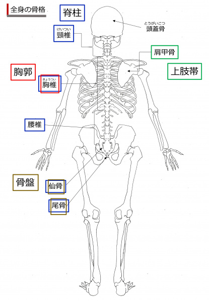 ファイル:SkeletonRear-Jpn.jpg