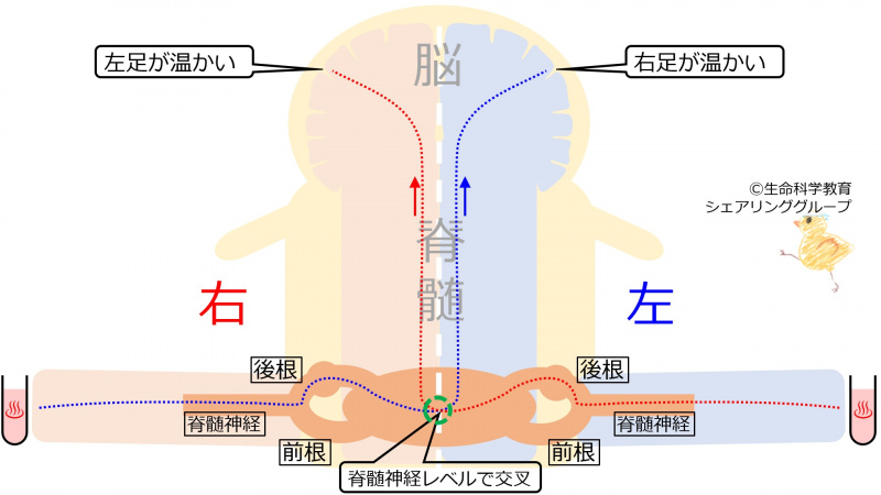 ファイル:SpinalCordTempDecussate-wb.jpg