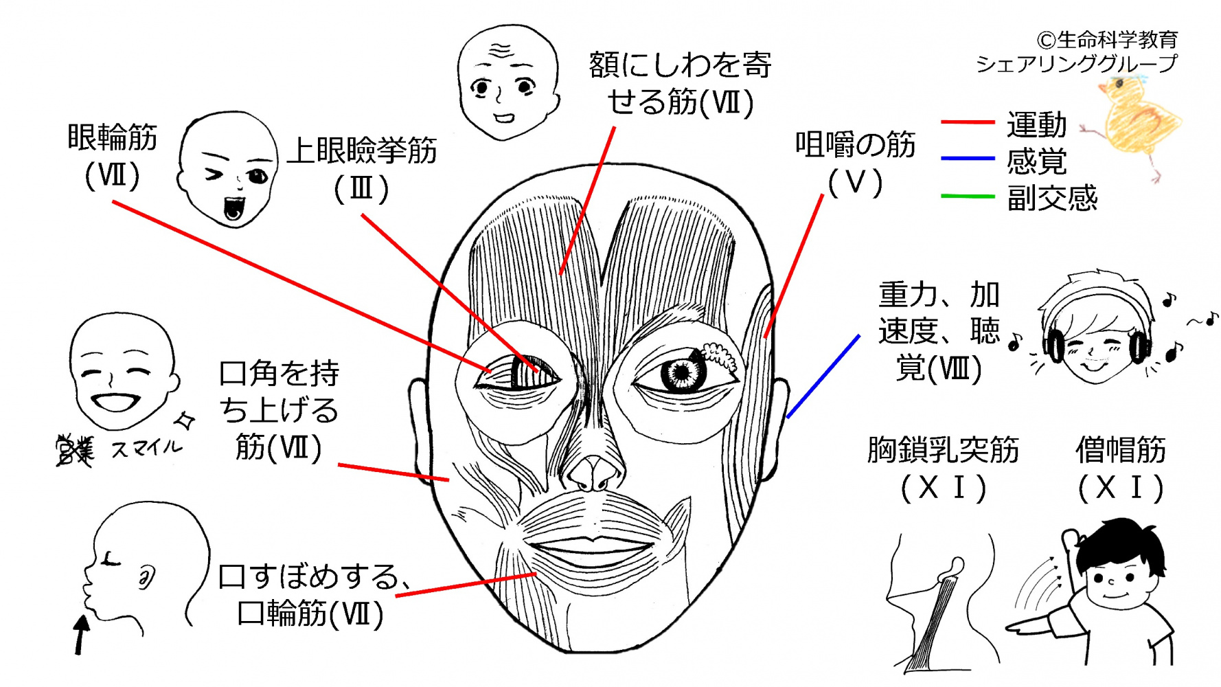 Cranial-summary-frontflipped.jpg
