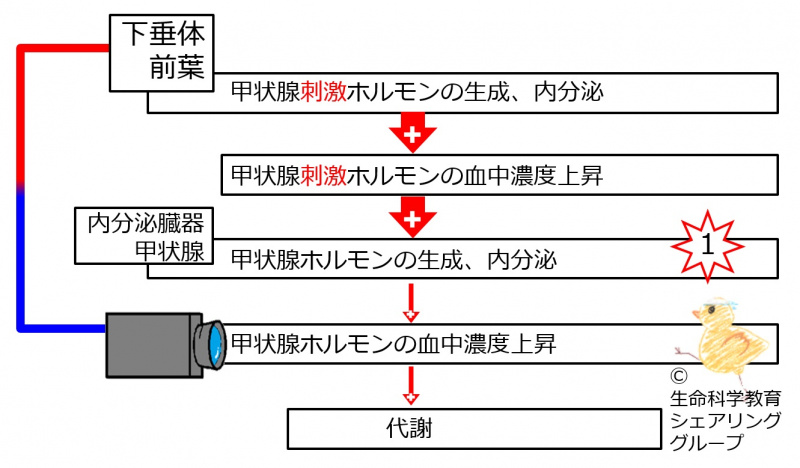 ファイル:04622-wb.jpg
