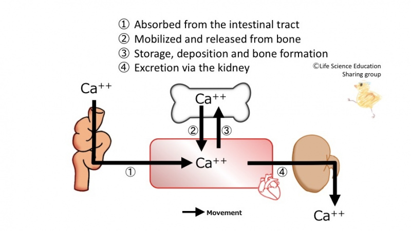 ファイル:CaHomeostasis.jpg