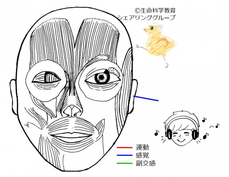 ファイル:Cranial08-wb.jpg