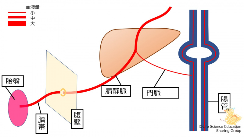 ファイル:PortalHypertensionBeforeBirth.jpg
