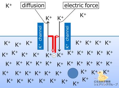Potential2diffusion.jpg