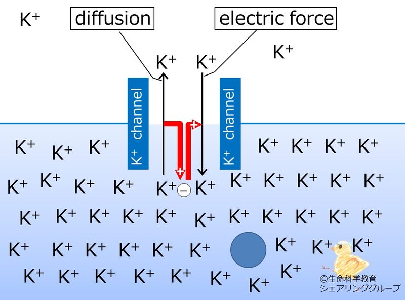 ファイル:Potential2diffusion.jpg