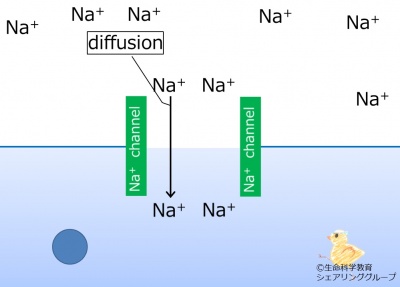 Sodiumdiffusion.jpg