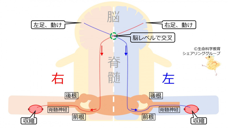 ファイル:SpinalCordMotorDecussate-wb.jpg