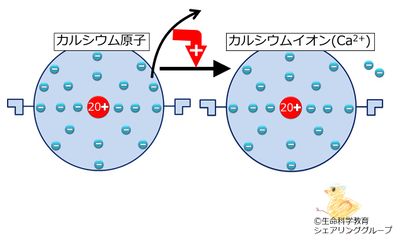 カルシウムイオン.jpg