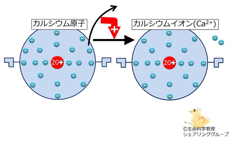 ファイル:カルシウムイオン.jpg
