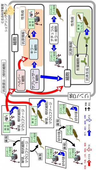 ファイル:04051-wb.jpg