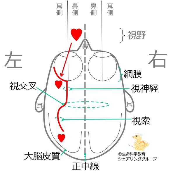 ファイル:00730.jpg