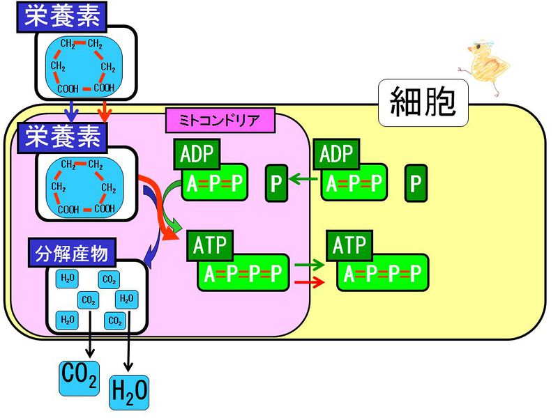 ファイル:01332.jpg