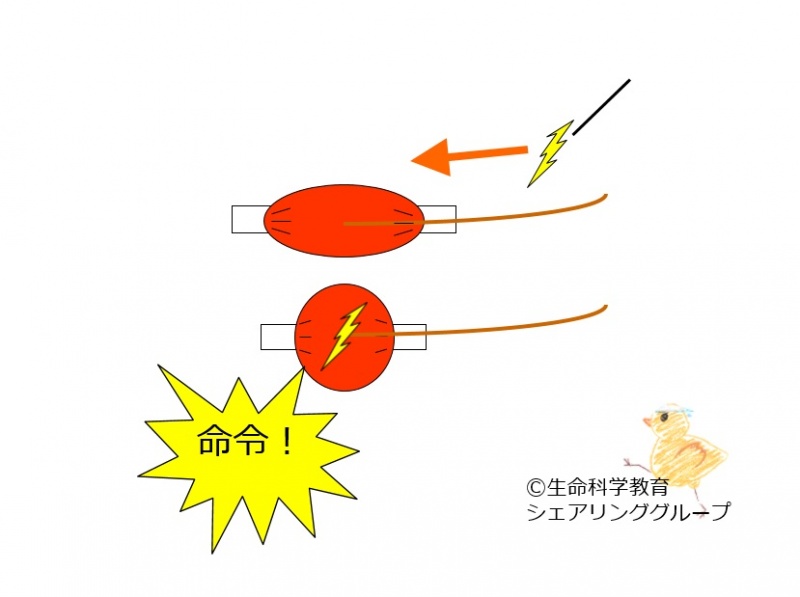 ファイル:03245-wb.jpg