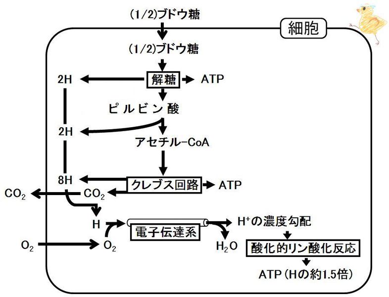 ファイル:00320.jpg