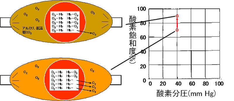 ファイル:00369.jpg