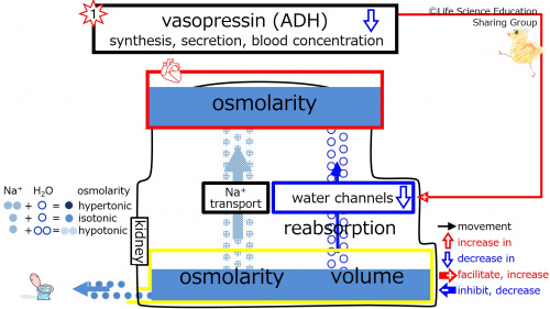 ADHEffectOfDecreasing-2Eng.jpg
