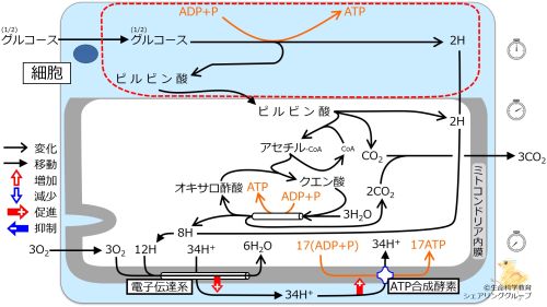 /wiki/images/thumb/7/79/Glycolysis-quiz.jpg/500px-Glycolysis-quiz.jpg
