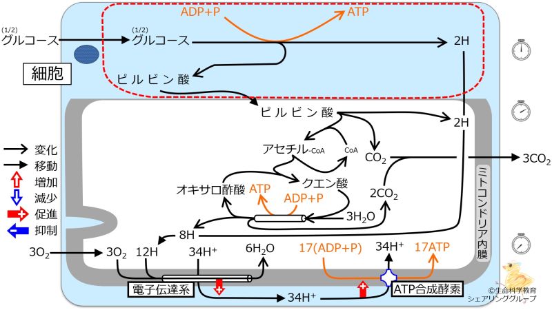 ファイル:Glycolysis-quiz.jpg