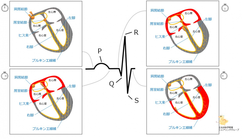 ファイル:P波のはじめQ(R)波のはじめ.jpg