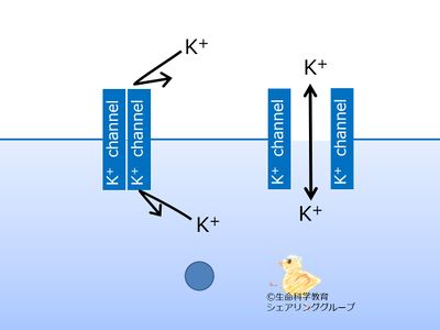 Kchannel_open_close.jpg