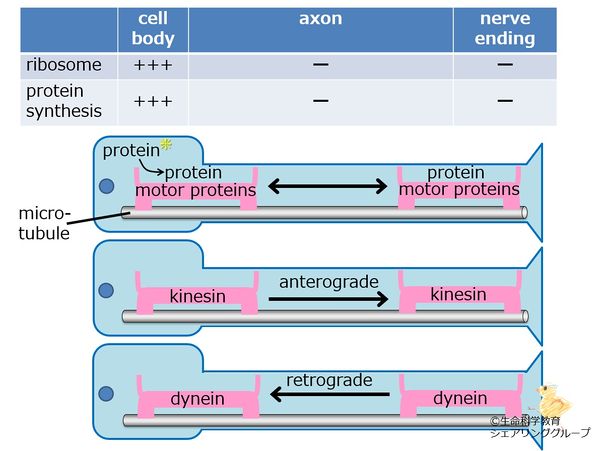 Axonal transport.jpg