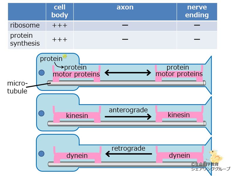 ファイル:Axonal transport.jpg
