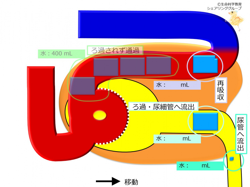 ファイル:Nephron-reabsorption-water-wb.jpg