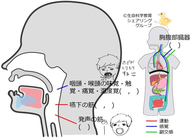 ファイル:Cranial10-wb.jpg