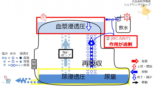 6-waterReabsorption-control-effect1.jpg
