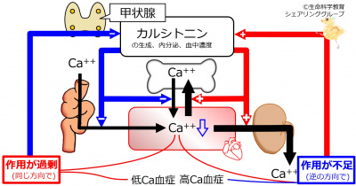 カルシトニン負のフィードバック.jpg