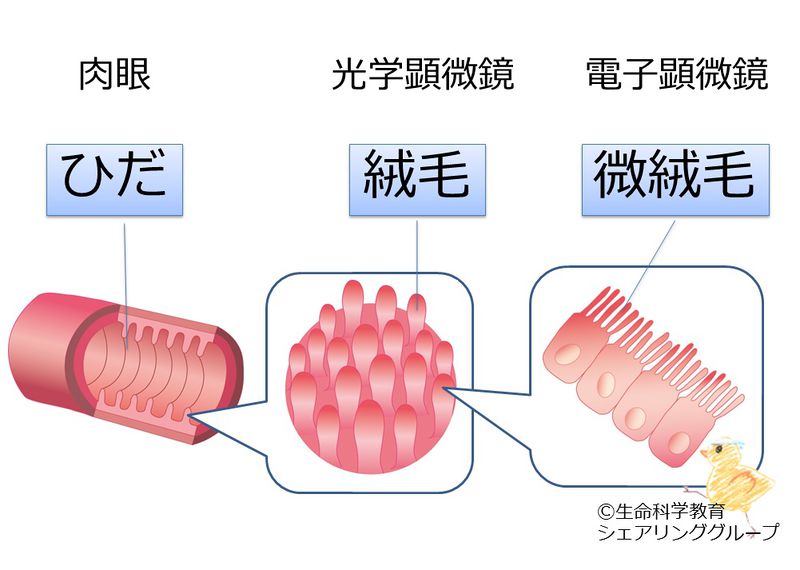ファイル:04696.jpg