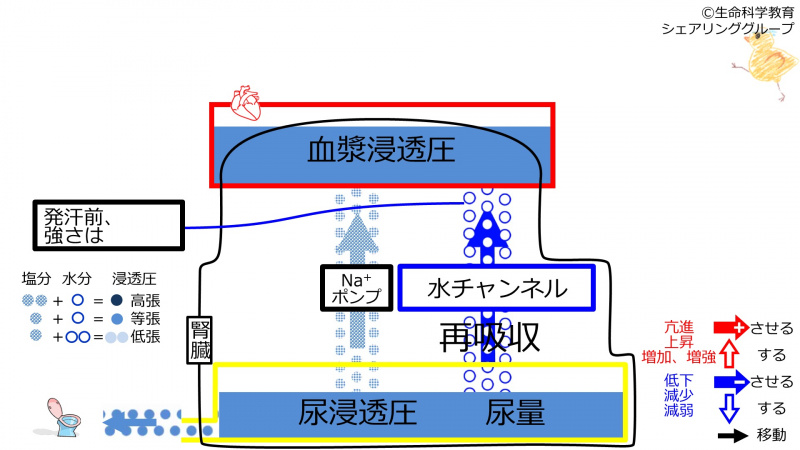 ファイル:6-incChannel-sweatingeffect1-2020-wb.jpg