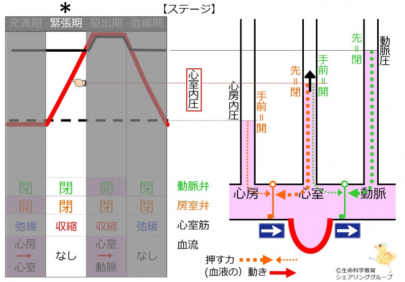 ファイル:緊張期.jpg