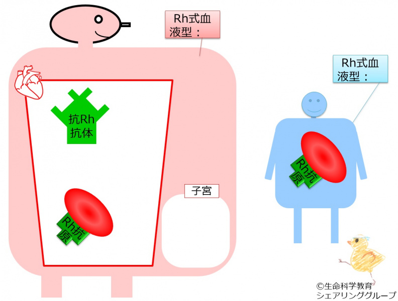 ファイル:04669-wb.jpg