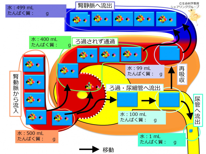 ファイル:Nephron-protein-dynamics-wb.jpg